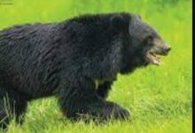 चारा लेने गई युवती पर भालू ने किया हमला, गंभीर रूप से घायल चारा लेने गई युवती पर भालू ने किया हमला, गंभीर रूप से घायल