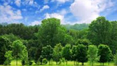 आज मनाया जा रहा अर्थ आवर डे, उत्तराखंड में रात 8:30 से 9:30 तक गैर-ज़रूरी लाइटें बंद रखने की अपील