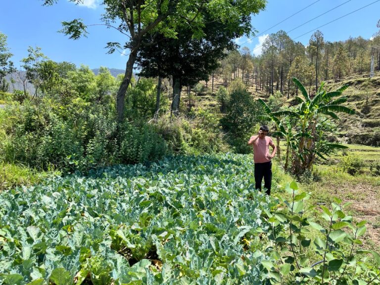 मुख्यमंत्री की आत्मनिर्भर उत्तराखण्ड की परिकल्पना को साकार कर रहे नरेश भट्ट, आधुनिक खेती से बने युवाओं के लिए प्रेरणा